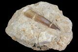 Fossil Plesiosaur (Zarafasaura) Tooth In Sandstone - Morocco #70313-2